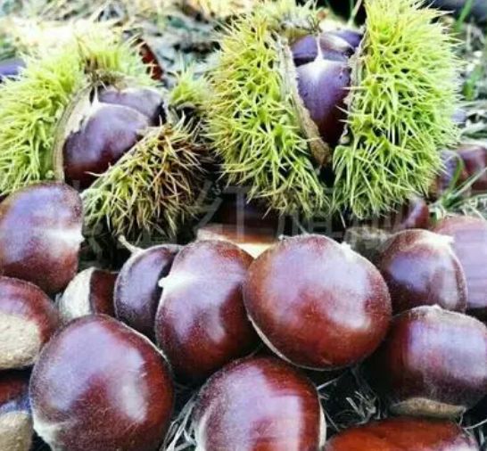 美味板栗烤出香甜可口！K8凯发登录入口自制
